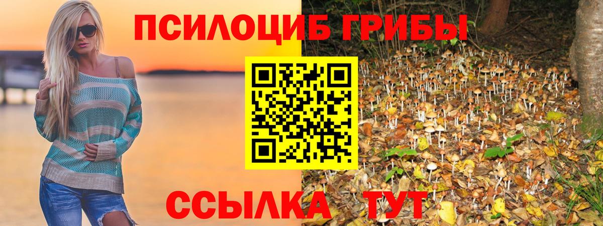 где купить   Вход с VPN  Будённовск  Псилоцибиновые грибы мухоморы 